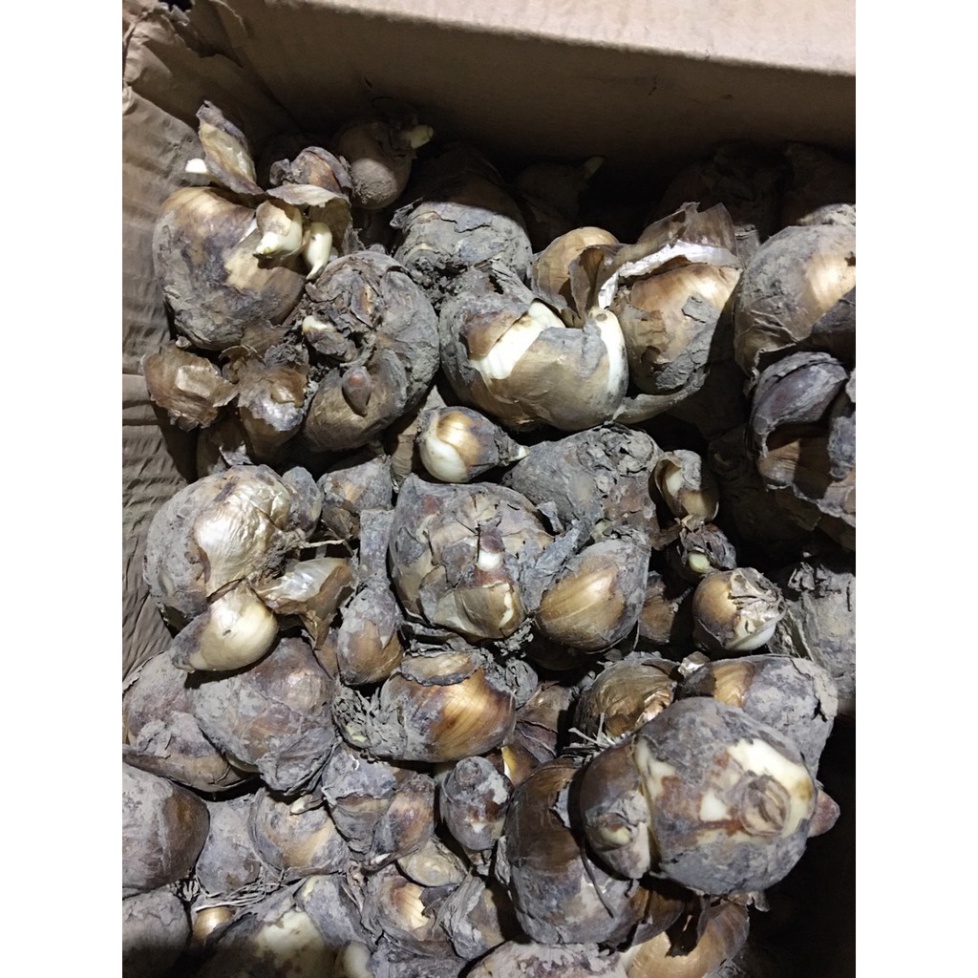 Củ hoa thủy tiên cho hoa Tết Nguyên Đán 2021 - shop BÉ MẦM 06 HCM