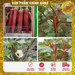 Hạt Giống Đậu Bắp Đỏ(5gr)