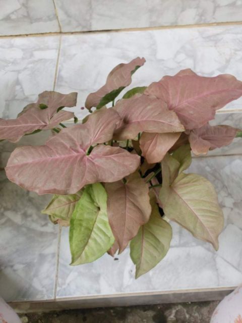 Cây trầu bà lá hồng