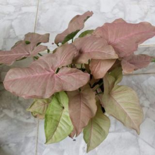 Cây trầu bà lá hồng (Hồng trầu bà)