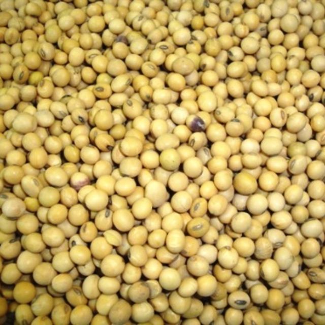 Đậu nành sống 1kg - thức ăn cho Hamster