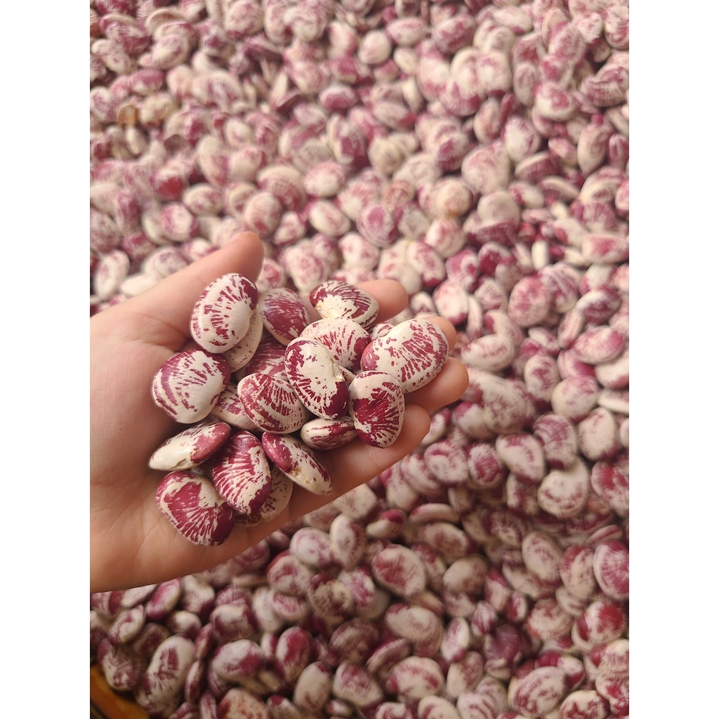 Đậu ngự Quảng Nam nấu chè, ngon trắng đều - túi hút chân không