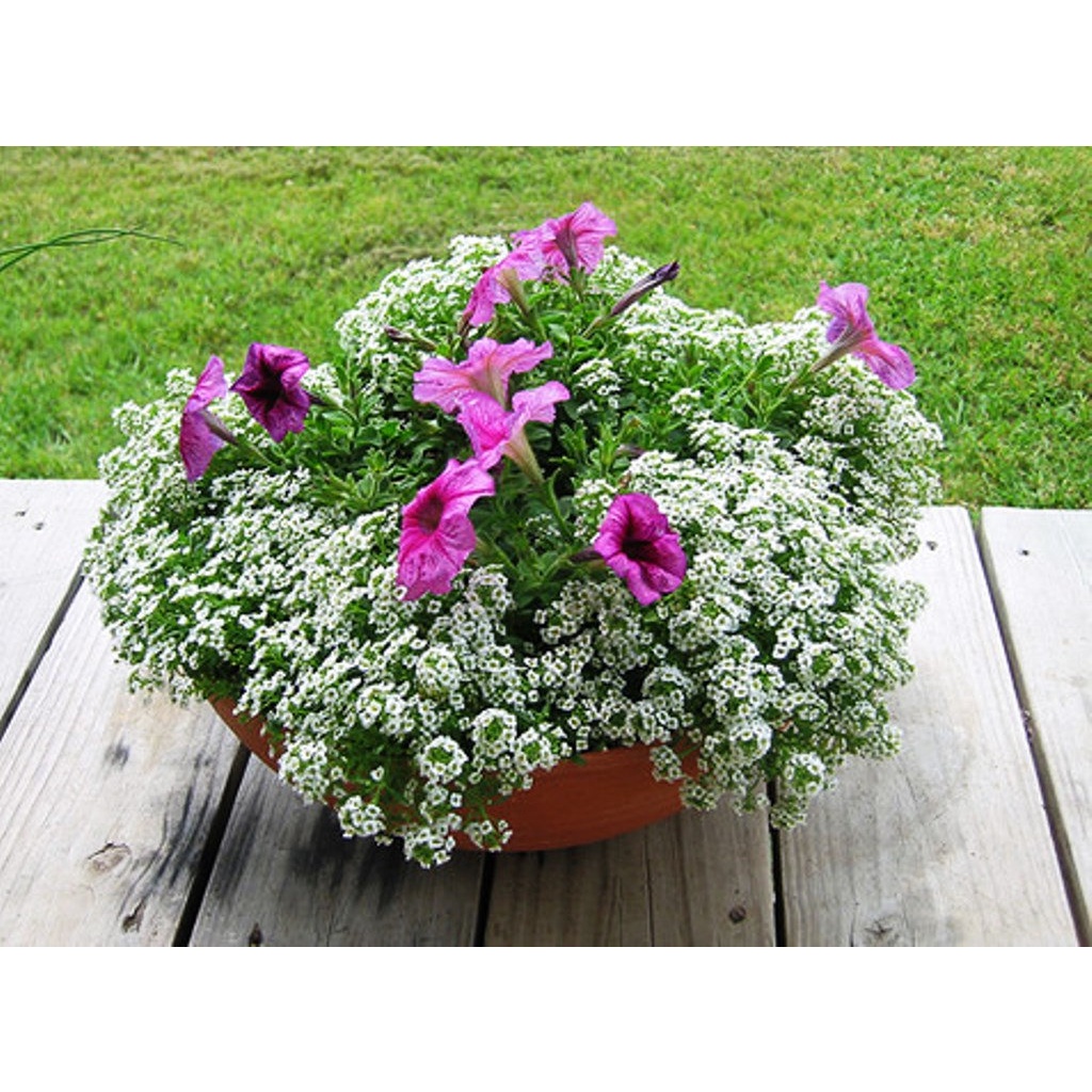 Combo 2 Lọ Chế Phẩm Diệt Ruồi Vàng Vizubon D 10ml