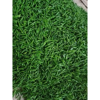 Sỉ 5kg ớt xiêm rừng