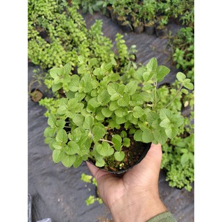 Cây kinh giới - Oregano