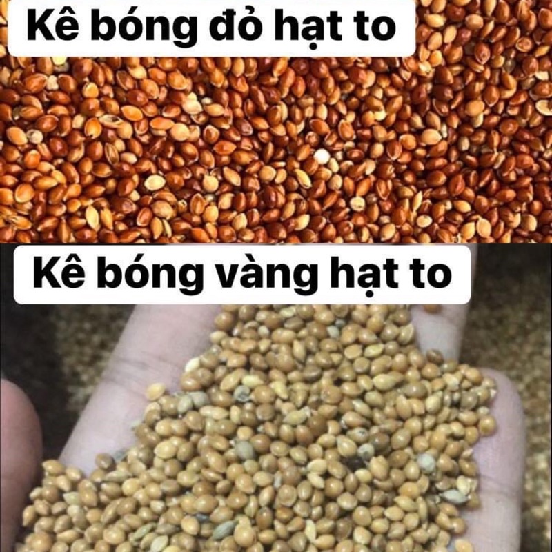 Kê vàng/ trắng/ đỏ( 500gr) hạt to, sạch thức ăn cho chim yến hót, yến phụng, cu gáy, hamster,...