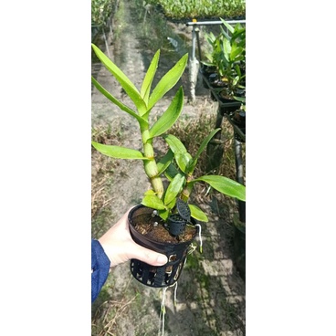 Lan denro vàng lem cây tơ đẹp