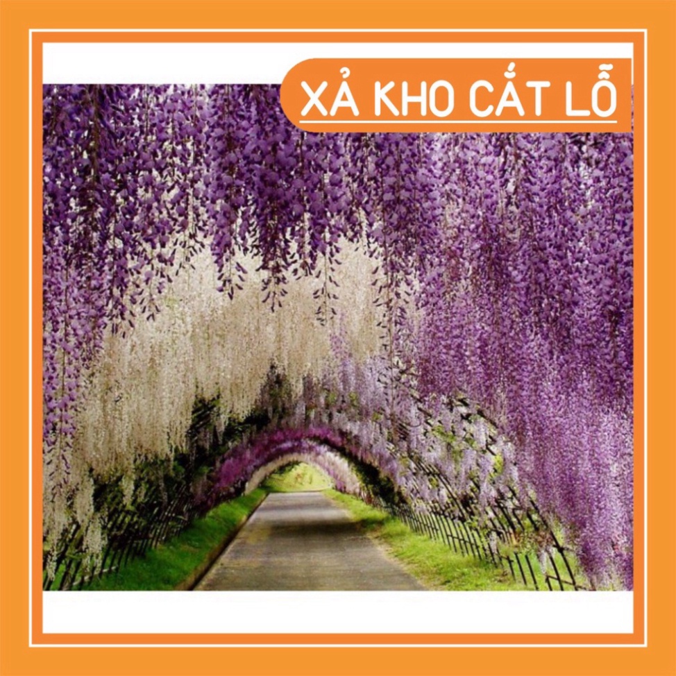 Cây giống HOA TỬ ĐẰNG THÂN GỖ 75K
