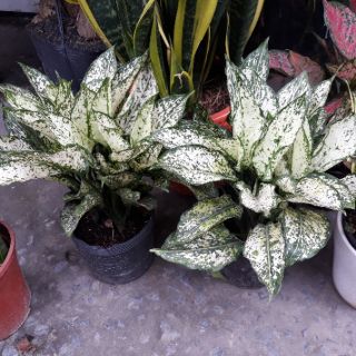 Cây Ngọc Ngân - Kèm Chậu Sứ