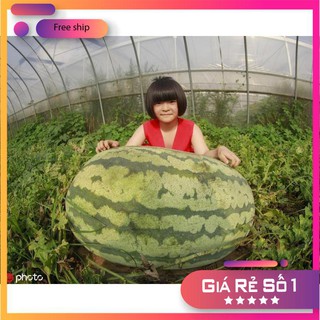 10 Hạt giống Dưa hấu Khổng lồ (30-50kg/quả)