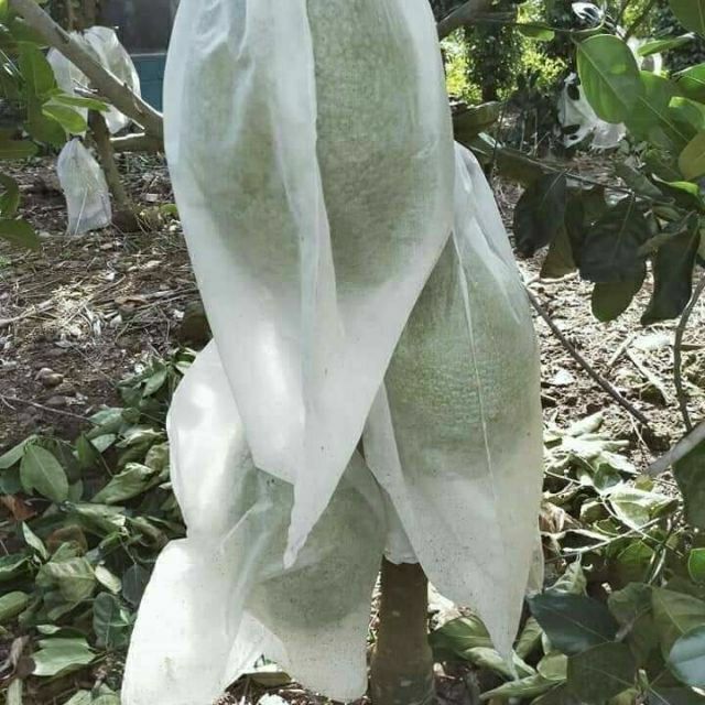 Túi bao trái mít cho sỉ(400 túi)