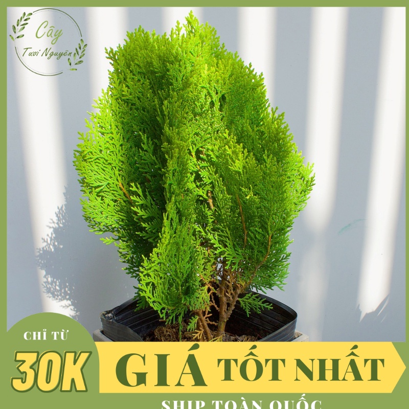CÂY TRẮC BÁCH DIỆP ,, phong thuỷ hút tài lộc để bàn mini GIÁ RẺ, lọc không khí, Câ y Tươi Nguyên CTN0740