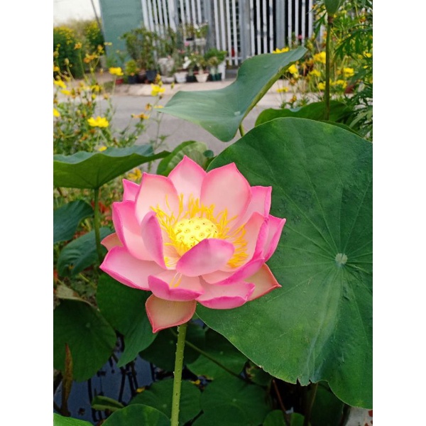 5C NHỤY SEN SZE S,đk 2-2.5cm