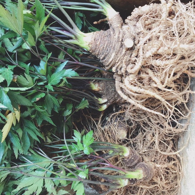 🍀☘️SÂM ĐƯƠNG QUY 2 củ ký loại chọn 🌿🍃🌴