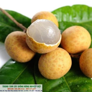 Cây giống nhãn muộn hưng yên .