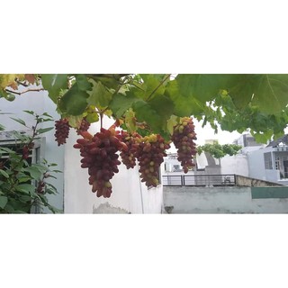 Cây Nho Ngón Tay NH01-152 [ Cao 1 mét ]
