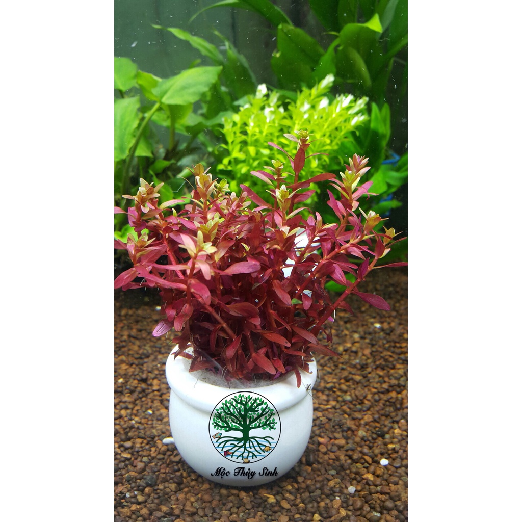 VẢY ỐC ĐỎ ROTALA SUPER RED SIÊU ĐỎ - CÂY THỦY SINH HẬU CẢNH SIÊU ĐẸP