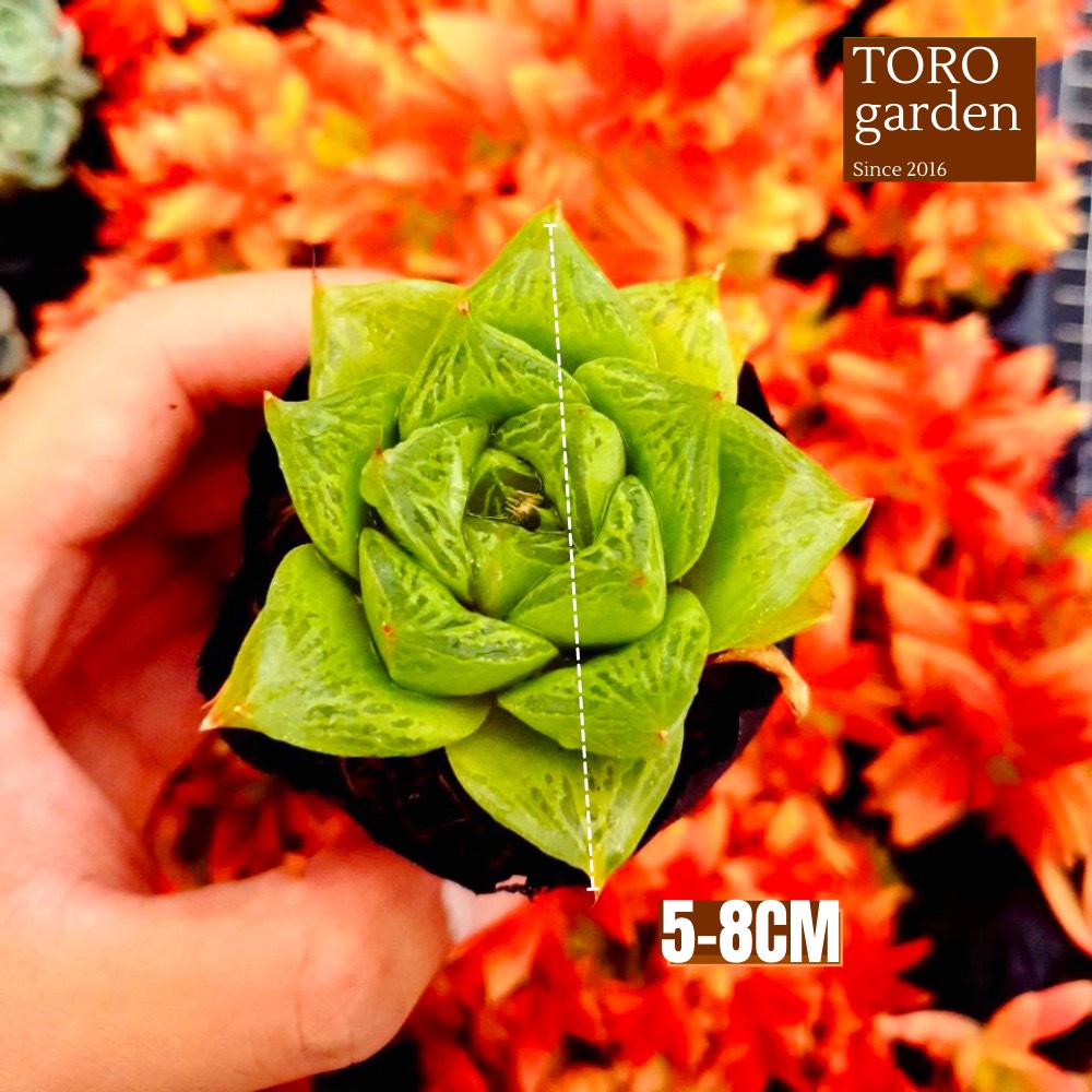 Sen đá ngọc lá bé Đà Lạt size bé cây cảnh trang trí nhà cửa Toro garden