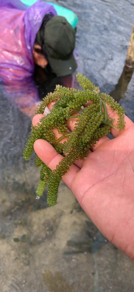 Sỉ Rong nho tách nước Nha Trang Loại 1 khi mua 10 gói 100g | BigBuy360 - bigbuy360.vn