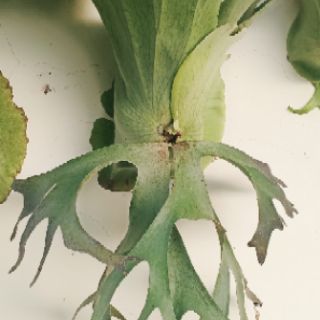 Ổ rồng hiếm holttumii