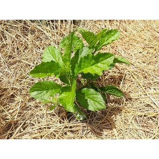 HẠT RAU CẢI TRỜI - gói 100 hạt