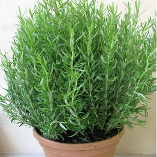 Hạt giống cỏ hương thảo 100 hạt
