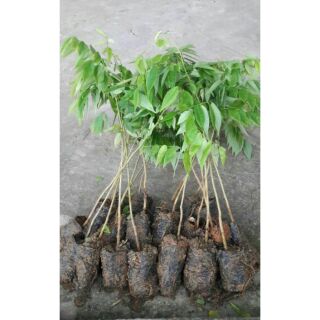 cây sưa đỏ giống (cây nhỡ 25cm)