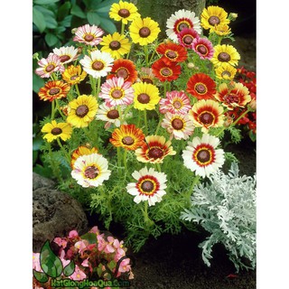 Hạt giống hoa cúc chi hỗn hợp nhiều màu gói 50 hạt (TẶNG gói kích thích hỗ trợ hạt nảy mầm)