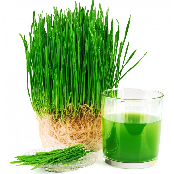 100gr Hạt Giống Mầm Lúa Mạch, Cỏ Lúa Mì