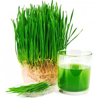 100gr Hạt Giống Mầm Lúa Mạch, Cỏ Lúa Mì