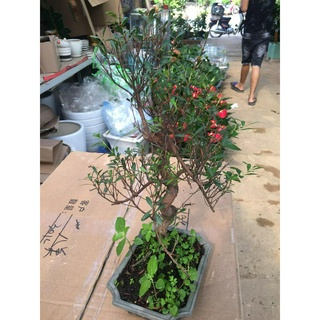 (GIẢM GIÁ) Cây LINH SÂM bonsai mini