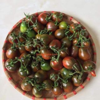 HẠT GIỐNG CÀ CHUA NHÓT SOCOLA