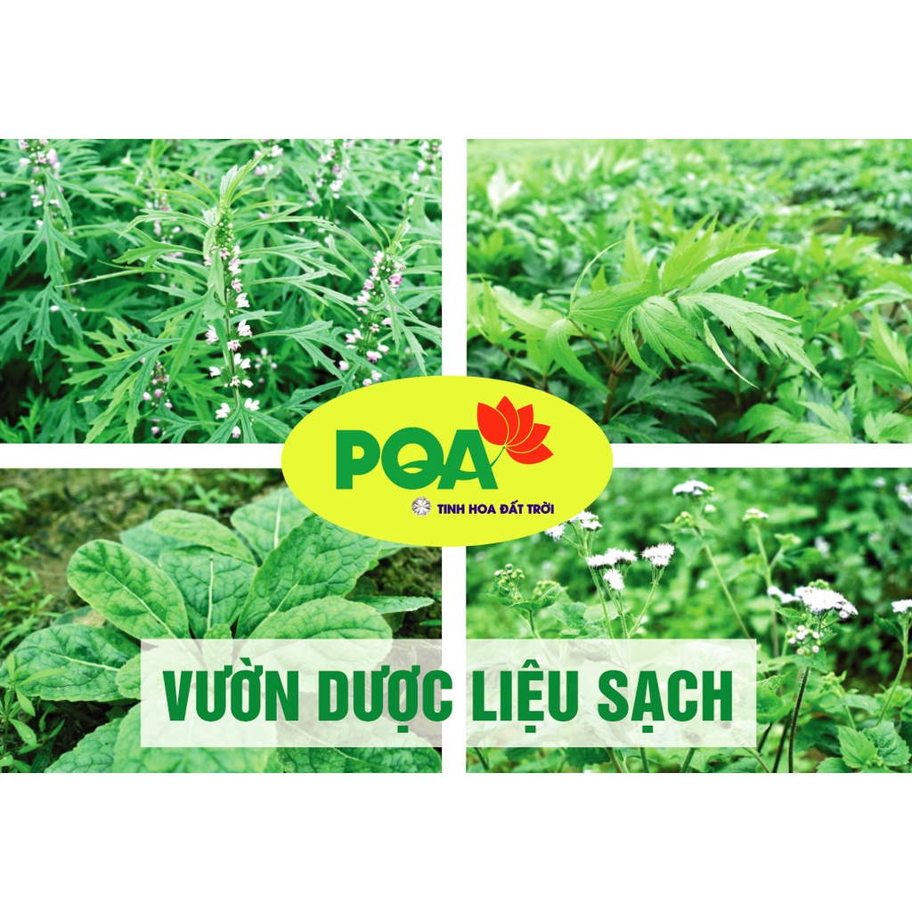 PQA HOÀNG KIM: Giúp bổ phế, giảm ho, long đờm, hỗ trợ giảm ho do viêm phế quản