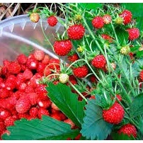 30h Hạt Giống Dâu Tây Rừng Wild Mini