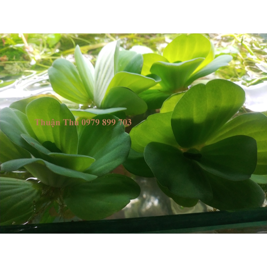 Bèo tai tượng - Bèo cái - Bèo thủy sinh