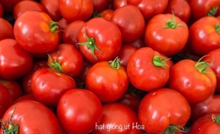 Hạt giống Cà Chua Lai RADO cao cấp, trái bóng to, năng suất cao