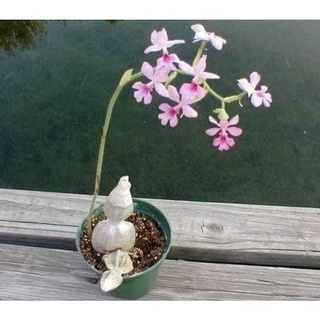 Củ hoa lan bầu rượu (củ nhỏ)