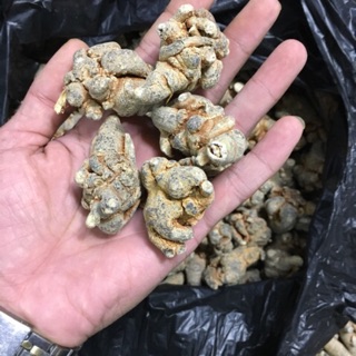 Củ tam thất uy tín chất lượng