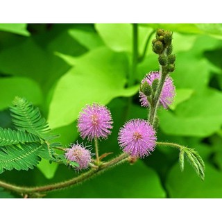 HẠT GIỐNG HOA MIMOSA