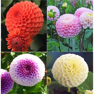 Hạt giống Hoa Thược Dược Tổ Ong mix màu