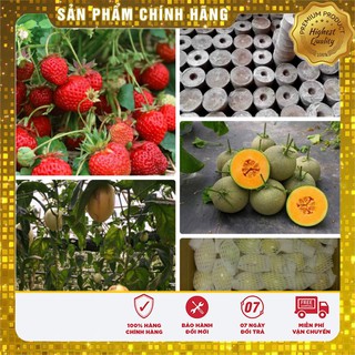 -25 K COMBO 4O VIÊN NÉN + 1 DÂU ĐỎ + 1 DƯA PEPINO