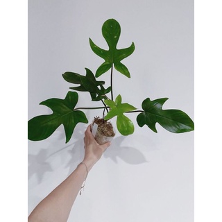 Chậu cứng Trầu bà cánh én- philodendron florida