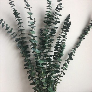 Lá bạch đàn khô- lá khuynh diệp trang trí nhà cửa, chụp ảnh sống ảo