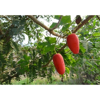 20 Hạt giống Cây Bình Bát Dây ( mảnh bát )