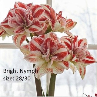 Củ hoa lan huệ ngoại Hà Lan Bright Nymph