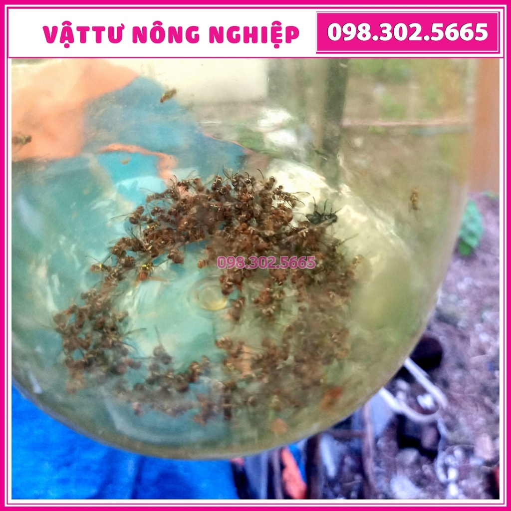 2 Bộ Dụng cụ bẫy Ruồi vàng, Ruồi Muỗi Ong, Ruồi Dấm hiệu quả (2 bẫy kèm 2 ống chất dẫn dụ)