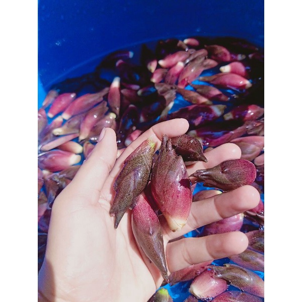 Chồi gừng Myoga ngâm muối ớt hộp 650g