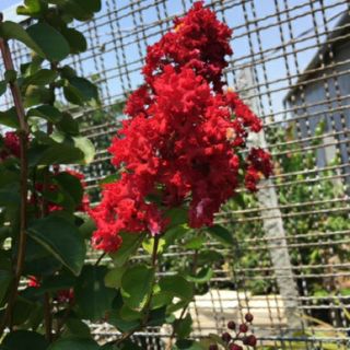 Cây tường vy đỏ đậm rất sai bông