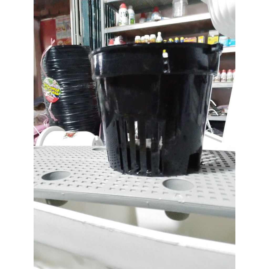 chậu đen trồng lan phi 13x11
