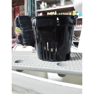 chậu đen trồng lan phi 13x11